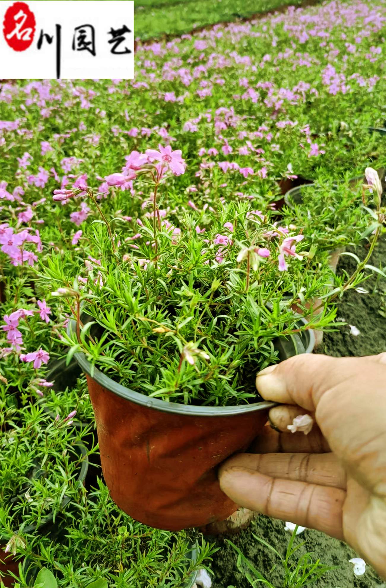 硢ɶԻֱNС󱭬F(xin)؛l(f)