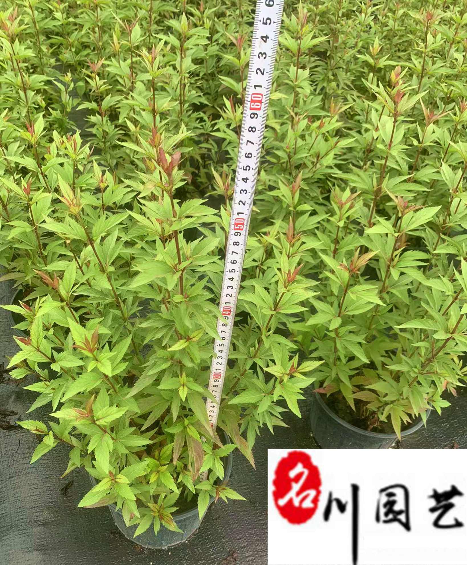 mݻl(f)mr񡢳ɶml(f)r