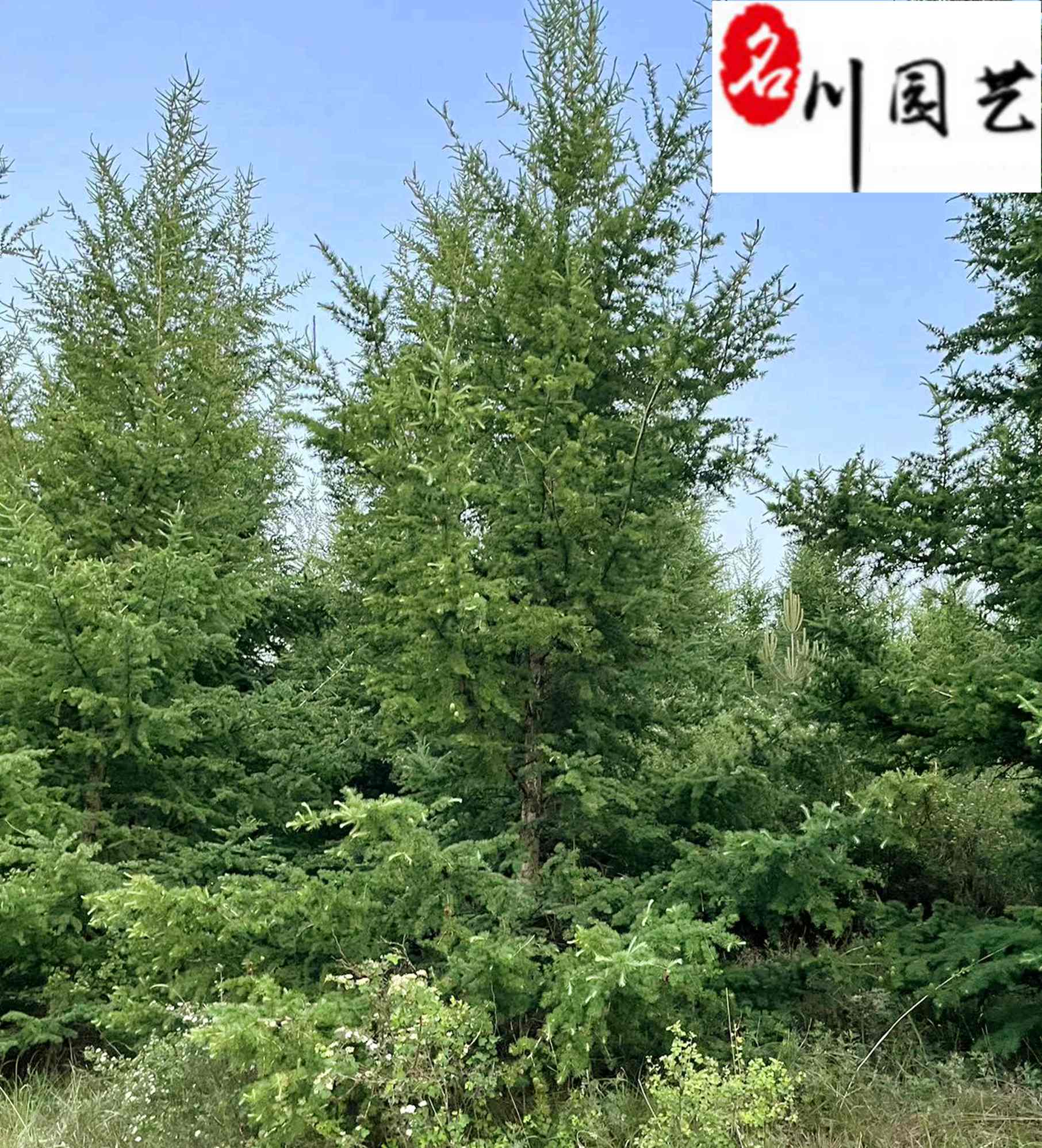 ~10-12l@ֹ̾Gľ~Ƀr