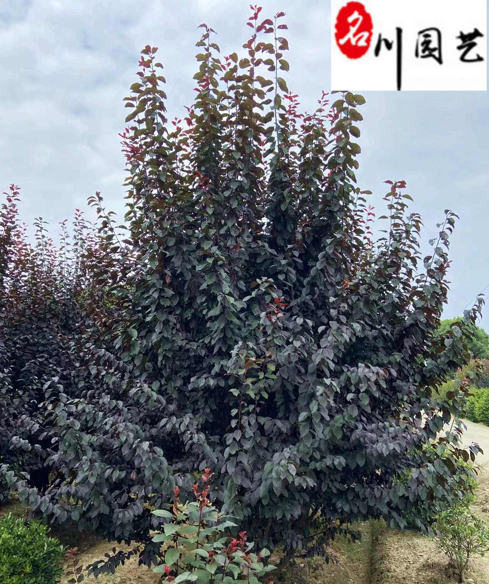 t~Ԯa(chn)Nɶt~rκҎ(gu)