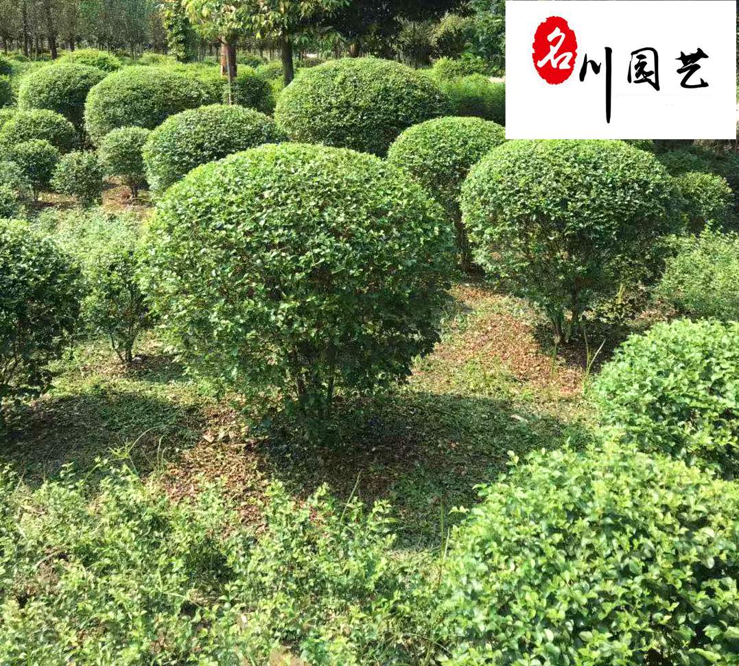 四川小葉女貞價格、60-150公分小葉女貞綠籬批發