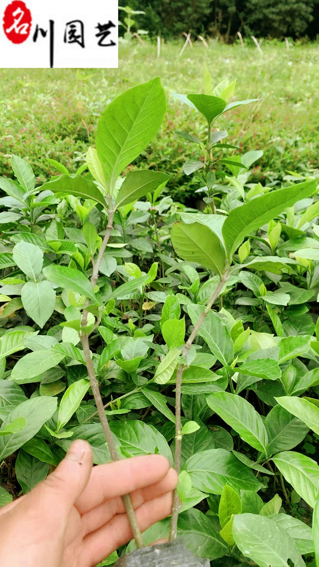 ~dӱɶdӻNֱֲN(yu)