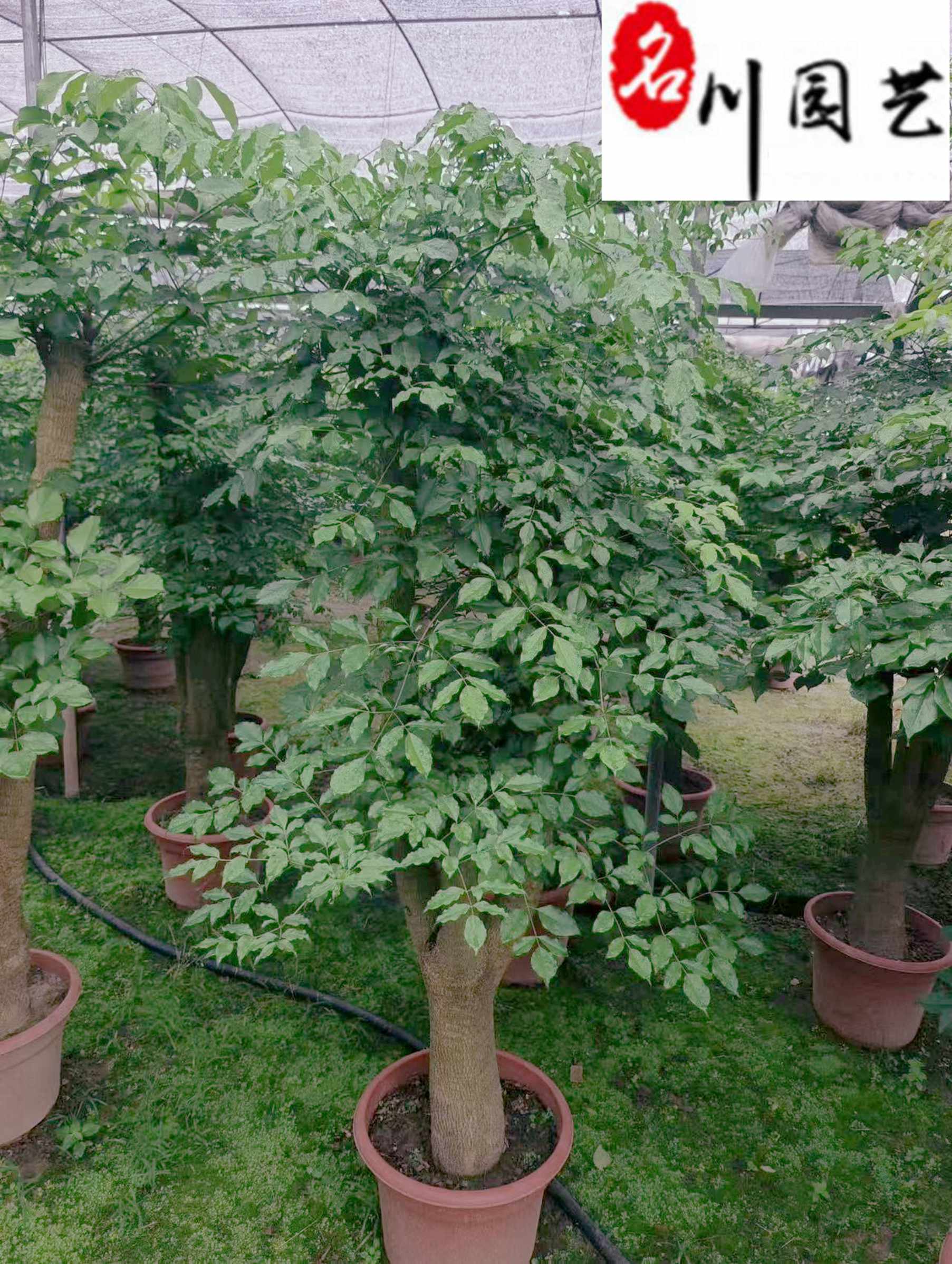 Ҹ1.5-2.5סҸl҃[Gֲ