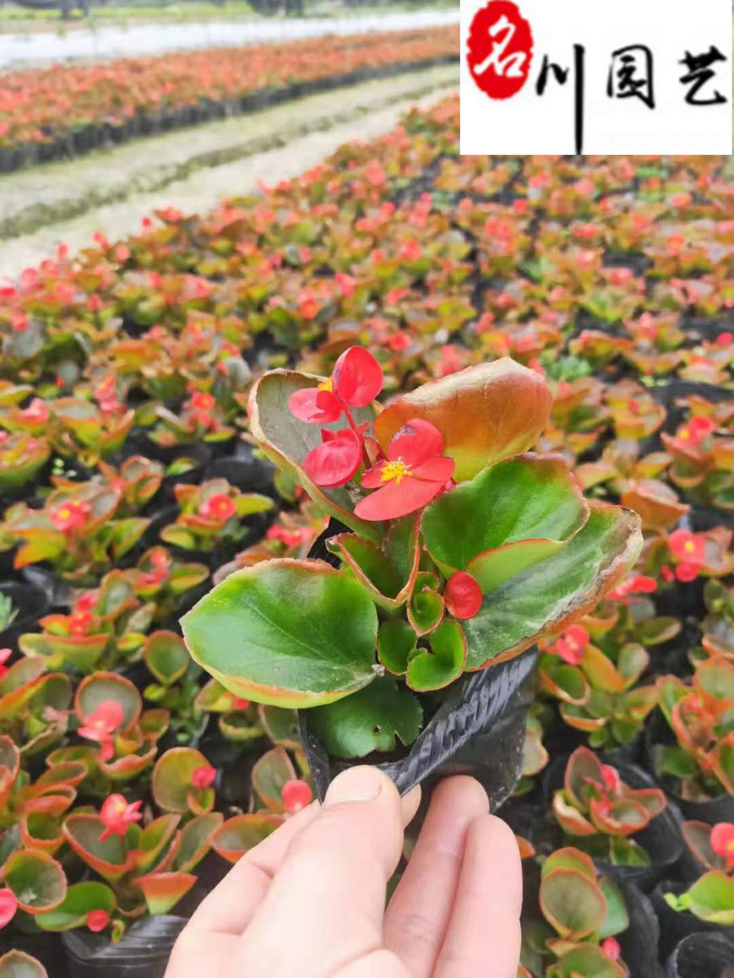 ır񡢲ĳۡɶrݻl(f)