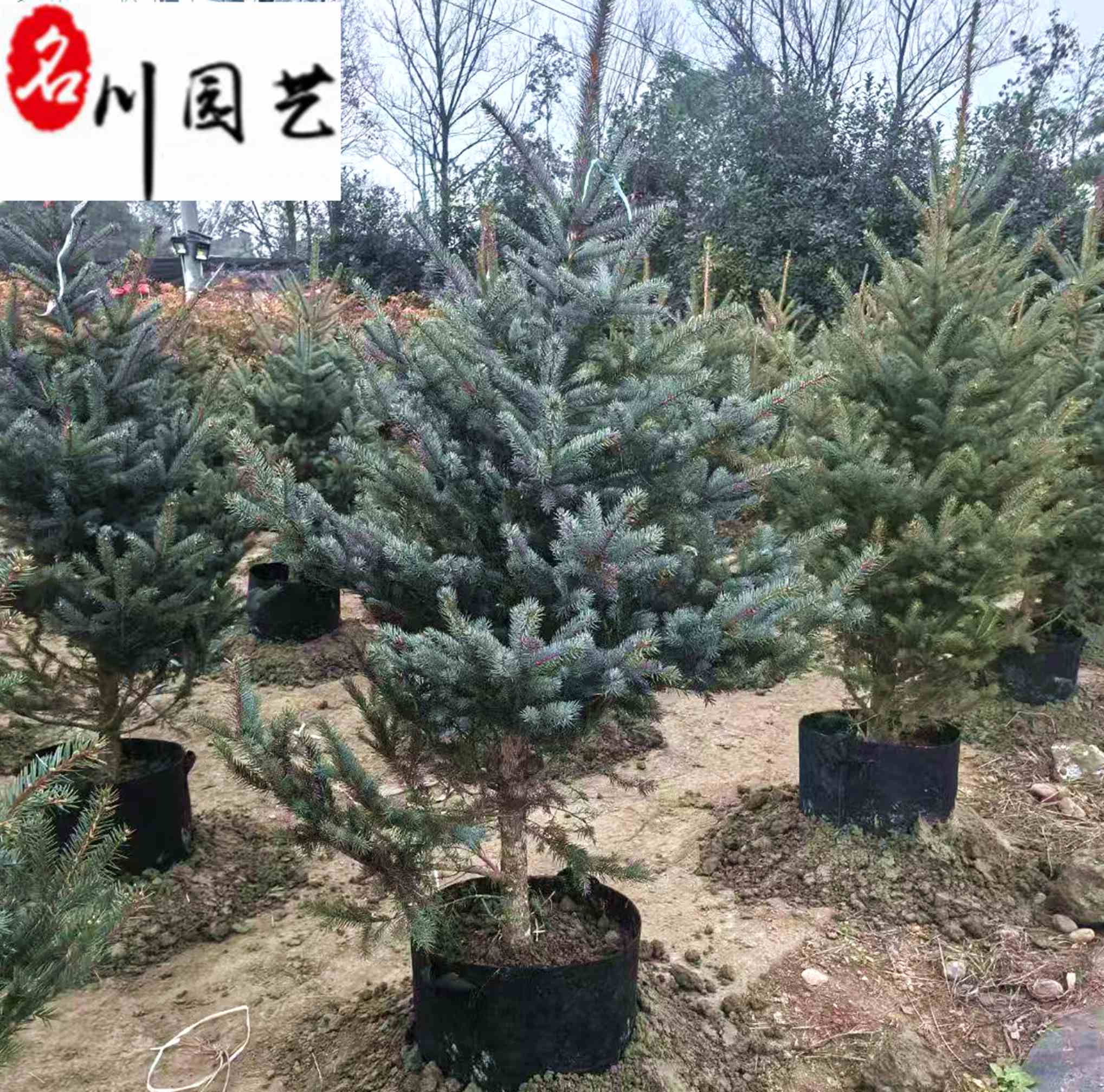 {ػֱGľͥԺ@ֹ̾Gľ