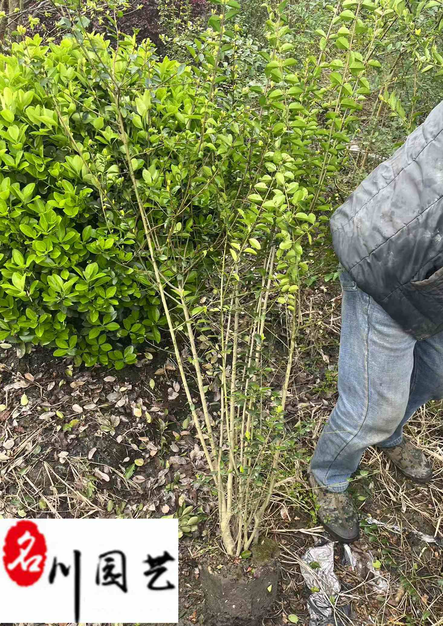 ĴС~Ůؑr60-150С~ŮؑGhl