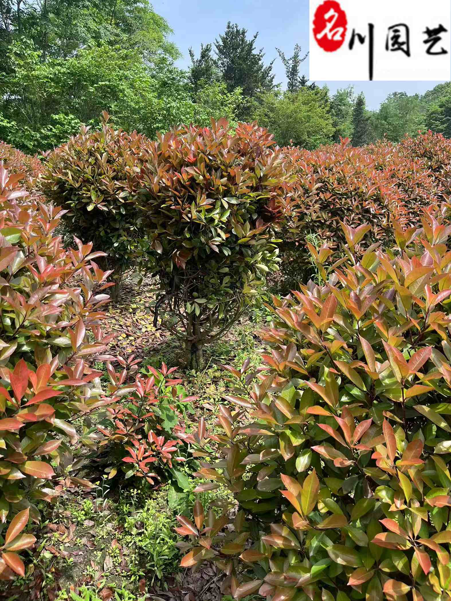 ۼt~ʯ60-180ּt~ʯr񡢻ֱ