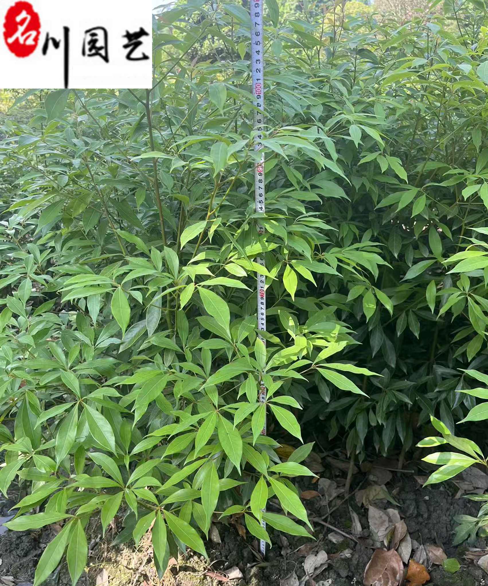 С~El1-1.5טEСۡE骴籭