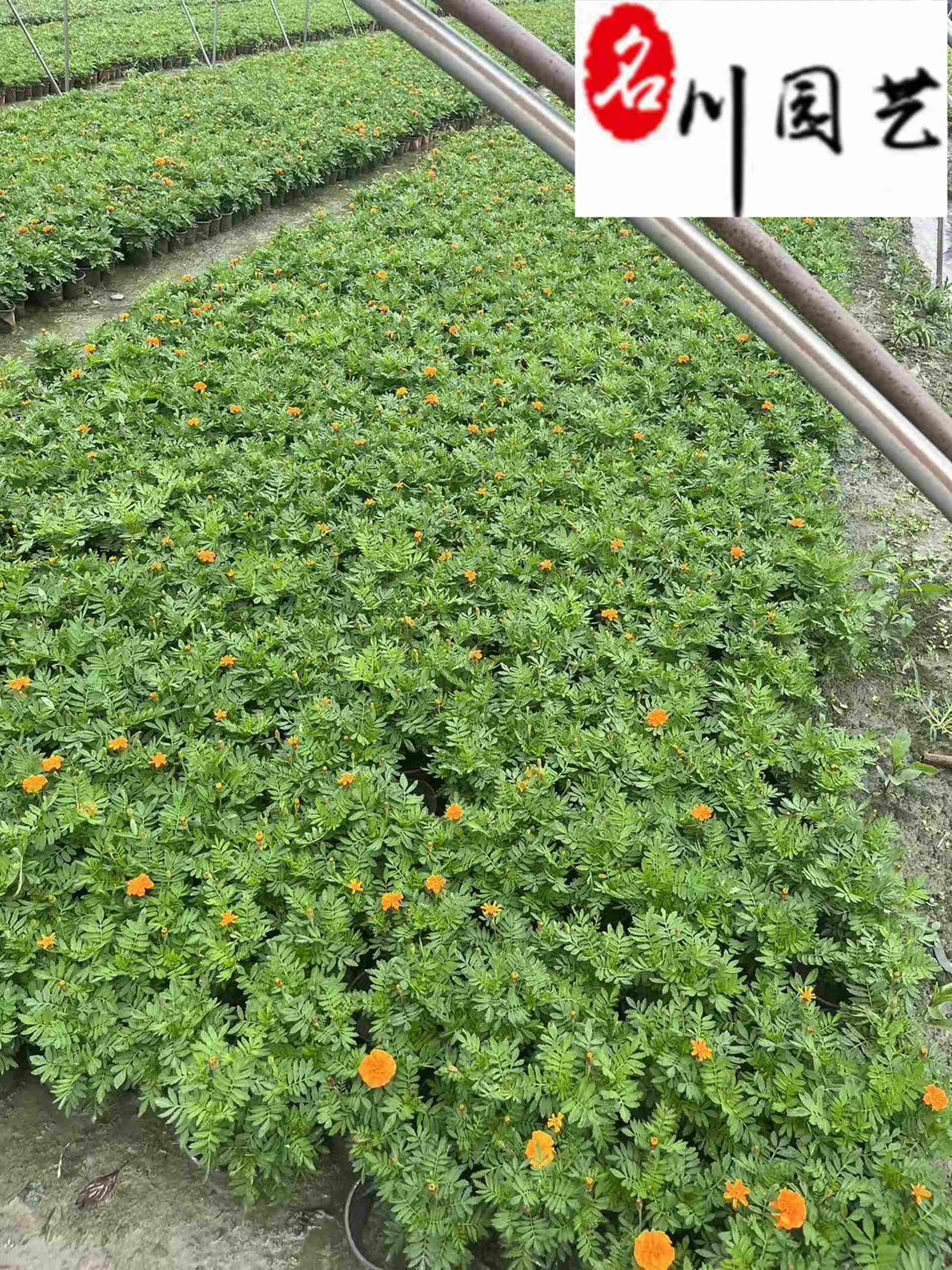 Ĵȸݻl(f)(ji)c[ݻă(yu)