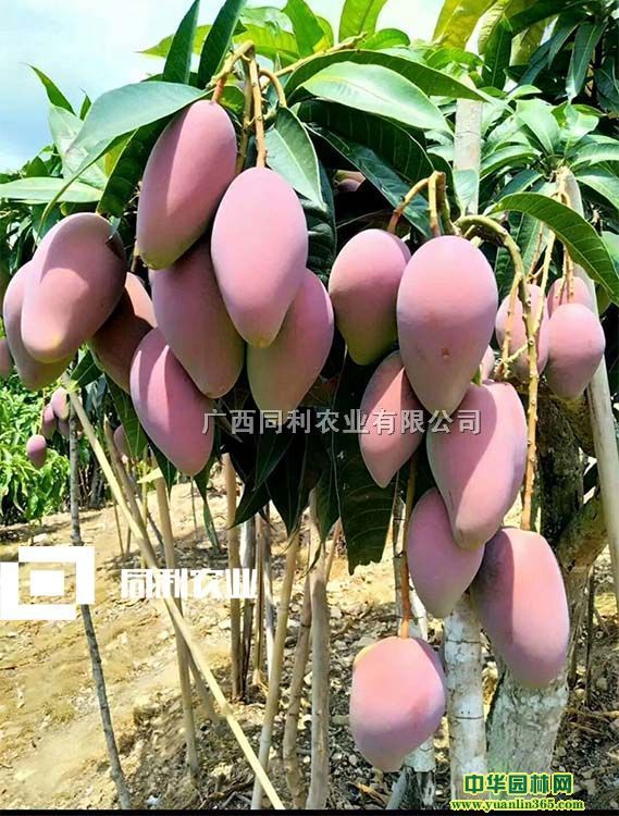 â硢â硢tFâ硢޽硢IB