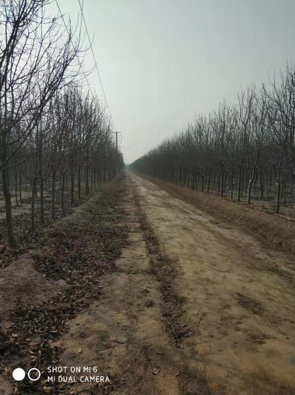 ϵУҪƷNнktʯѩ򡢶