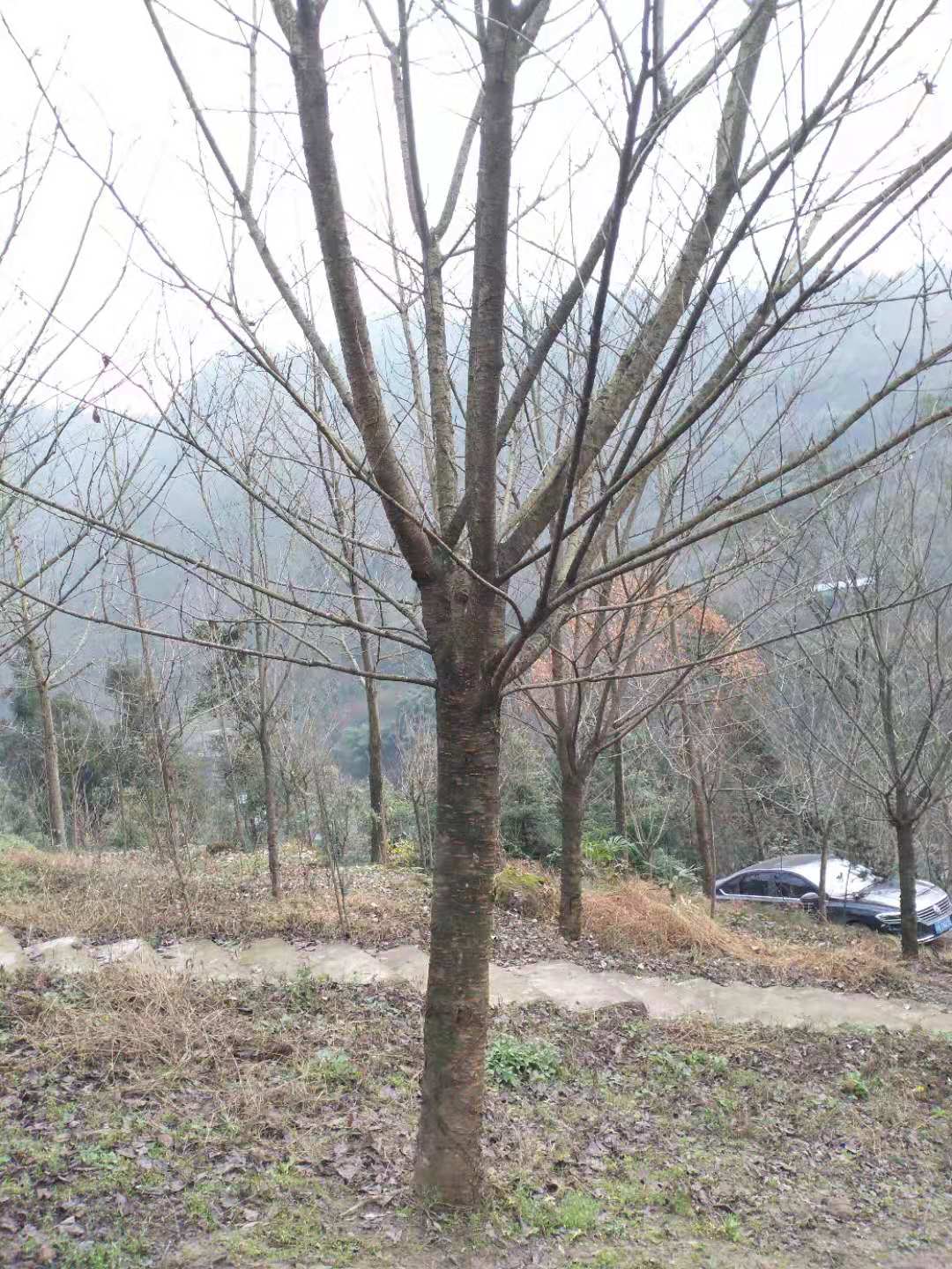 ϵ؅^(q)18֙ѻ䡢߷֦ѻLɳѻr