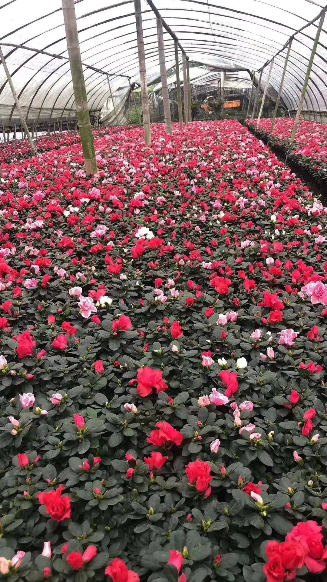 NݻءNIB(yng)b·Ghֲ