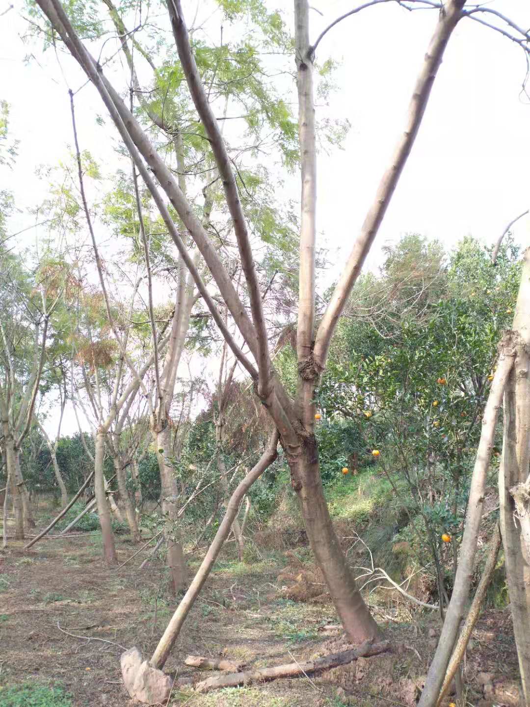 {ɫ{14-16؛Դ؃r܇r889Ԫ