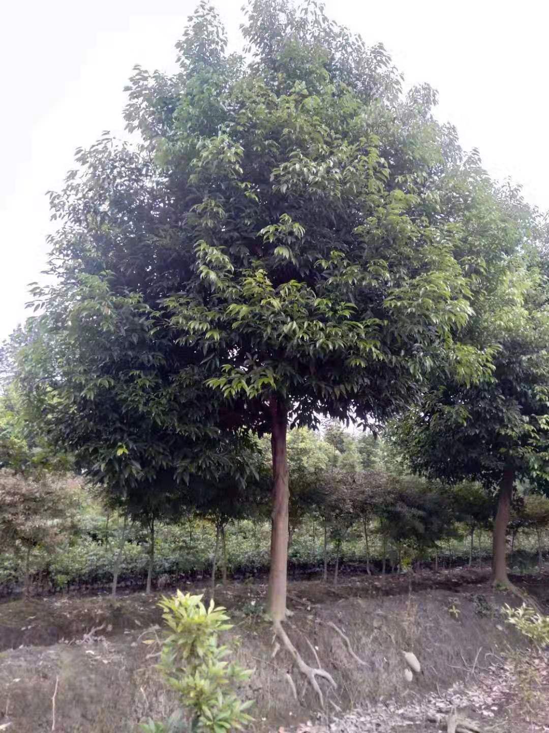 ؑcùͻ1-20ָNҎ(gu)񹤳