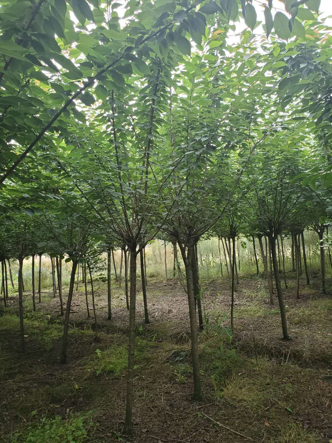 3-6֙ѻЈ܇rС֙ѻ佨