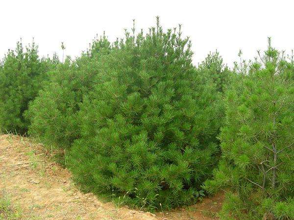 Aɽɸ2.5-5ױԻُľŃr