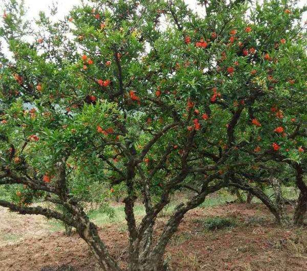 ʯ؏6-15ֱԻُľŃr(ji)