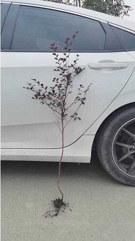 t^ľ硢60-80߼t^ľ硢t^ľNֲN