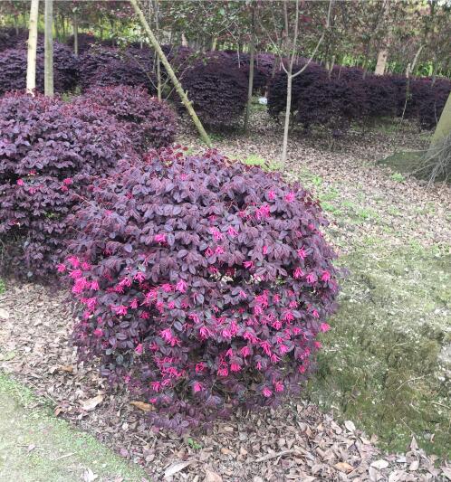 t^ľt^ľ硢t^ľ䡢t^ľr(ji)