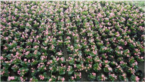 ļl(f)ļı硢ļķNֲ