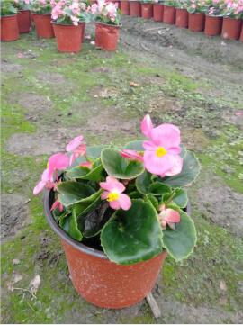 rļġļķNֲļăr