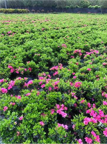 NNl(f)Nr(ji)