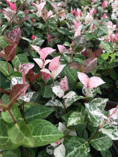 ~jʯNֲ~jʯr񡢻~jʯl