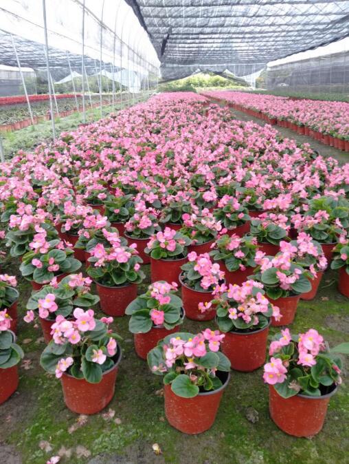 ļărļлĺġļĻֱN