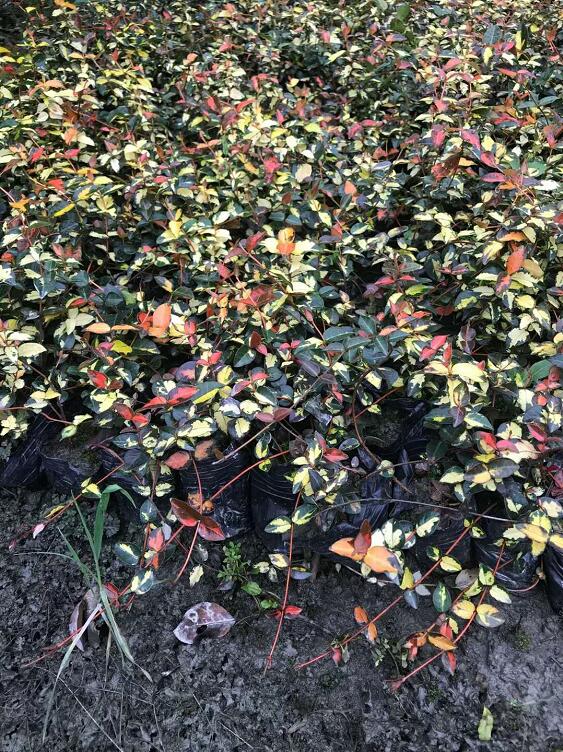 Sj(lu)ʯ硢GSj(lu)ʯSj(lu)ʯr(ji)