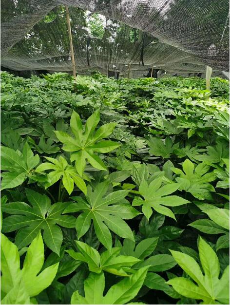 ˽ǽP˽ǽP硢˽ǽPֱN