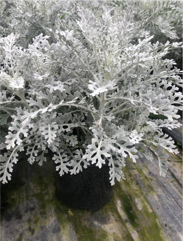 y~ձ硢Gֲy~աy~ջֱN