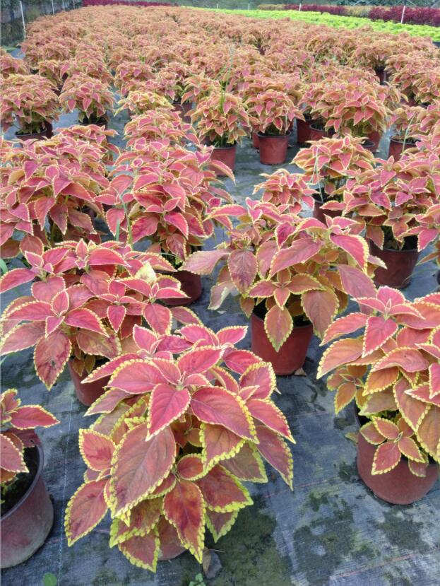 ~ݹ硢~ݷNֲء~ݻֱN