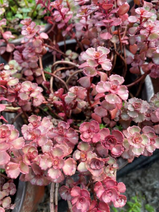 Ѫ챭硢ֲСõ塢Ѫl(f)