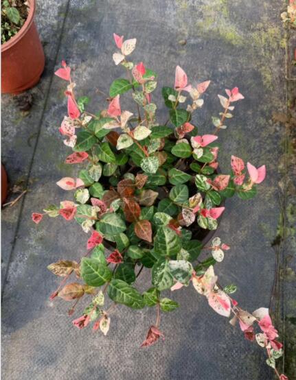 ~jʯ~jʯlؑc~jʯ