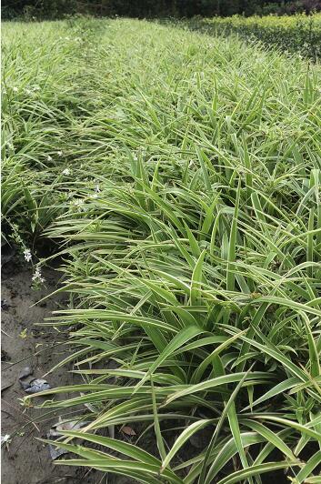 ߅mС硢߅m硢Ĵ߅ml