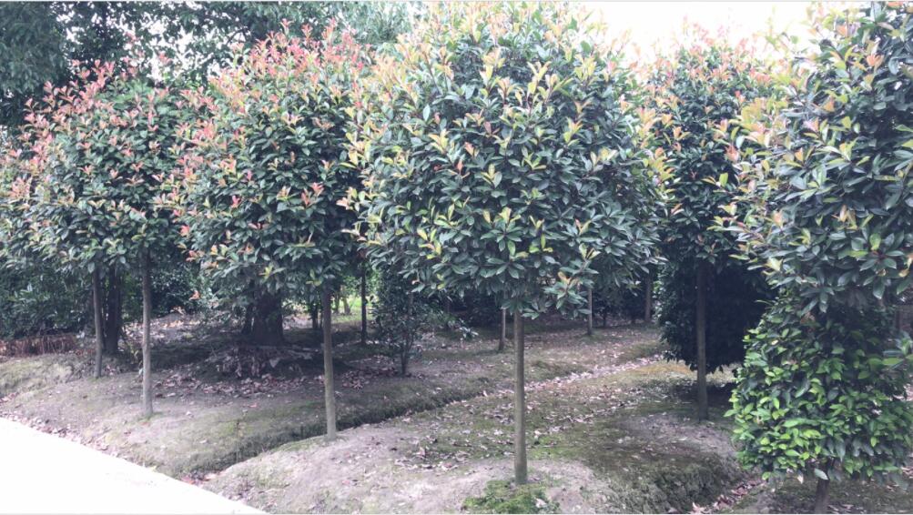 t~ʯ骘䡢t~ʯ骹硢t~ʯl