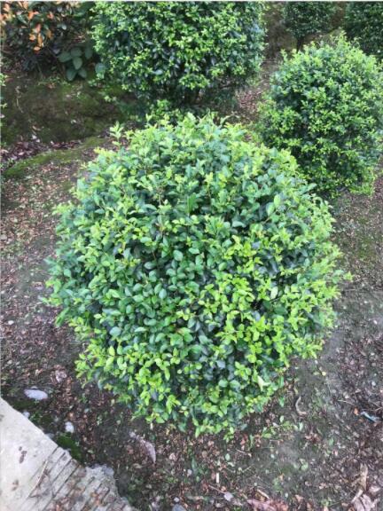 С~ŮؑrС~ŮؑNֲlС~Ůؑ