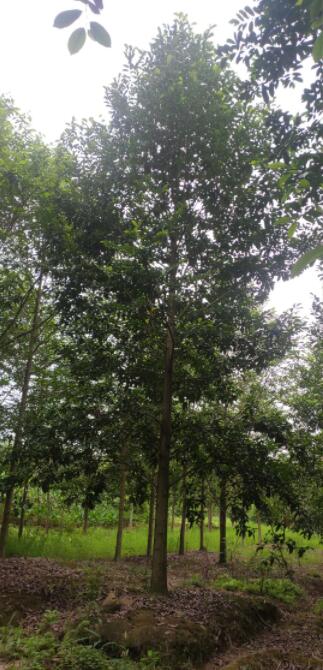 ЦNֲĴЦЦ(bo)r(ji)