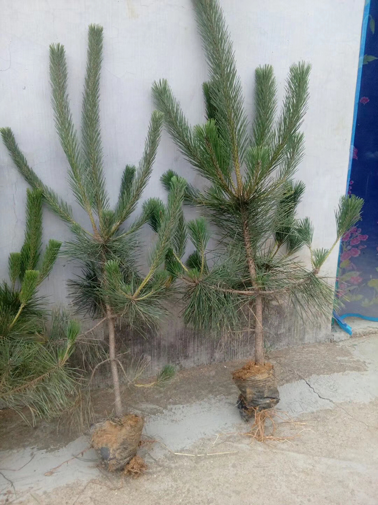 ̓r̎90ָС硢ɘ