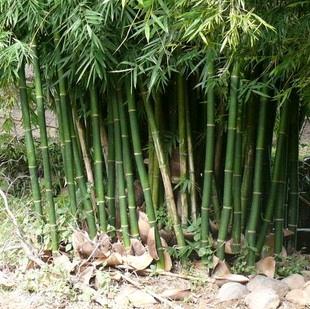 ֱNļ硢̾G硢ͥԺL(fng)