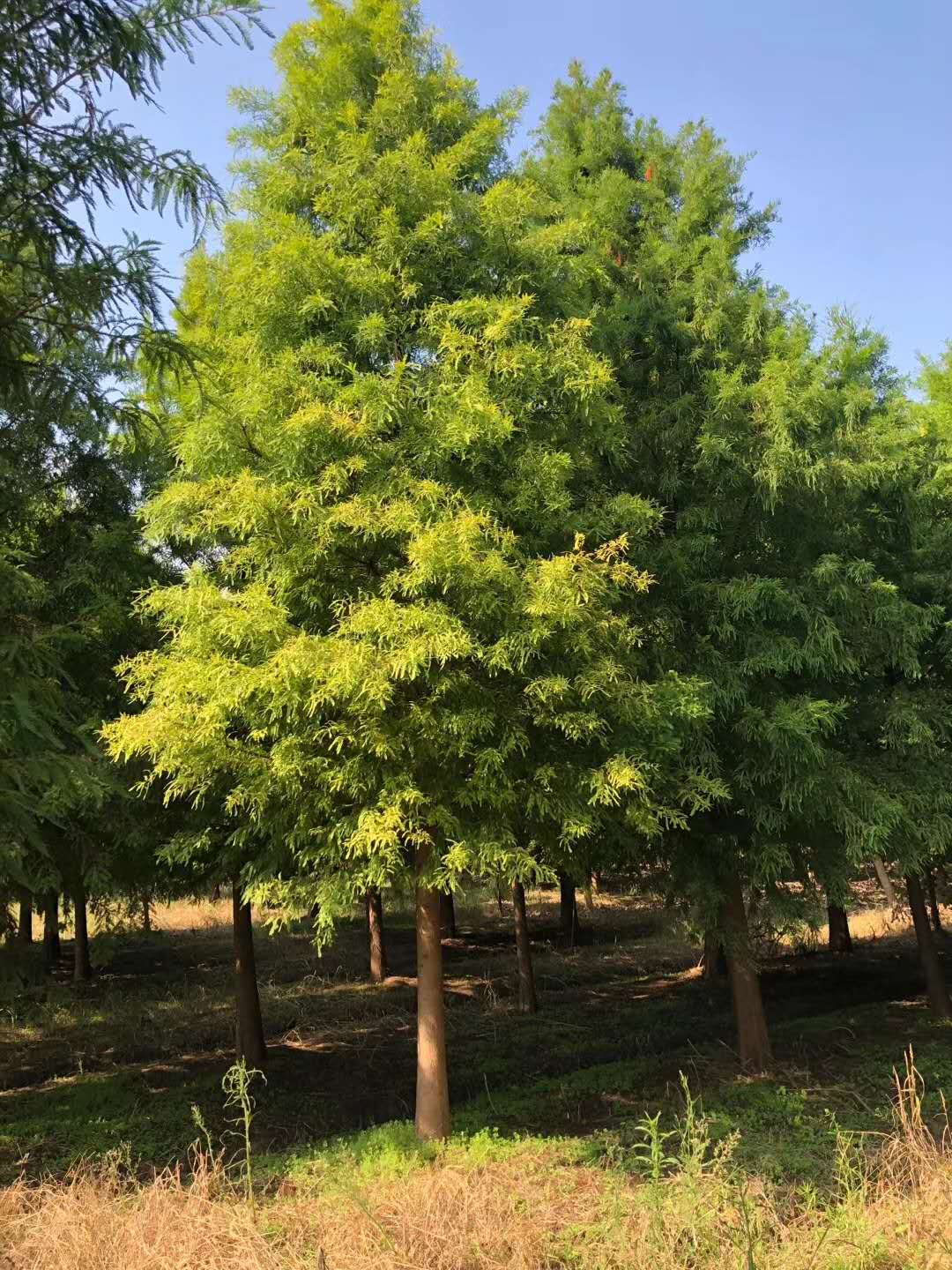 (yng)ɽɼֱN(xio)īɼDƬ~ˮɼr(ji)