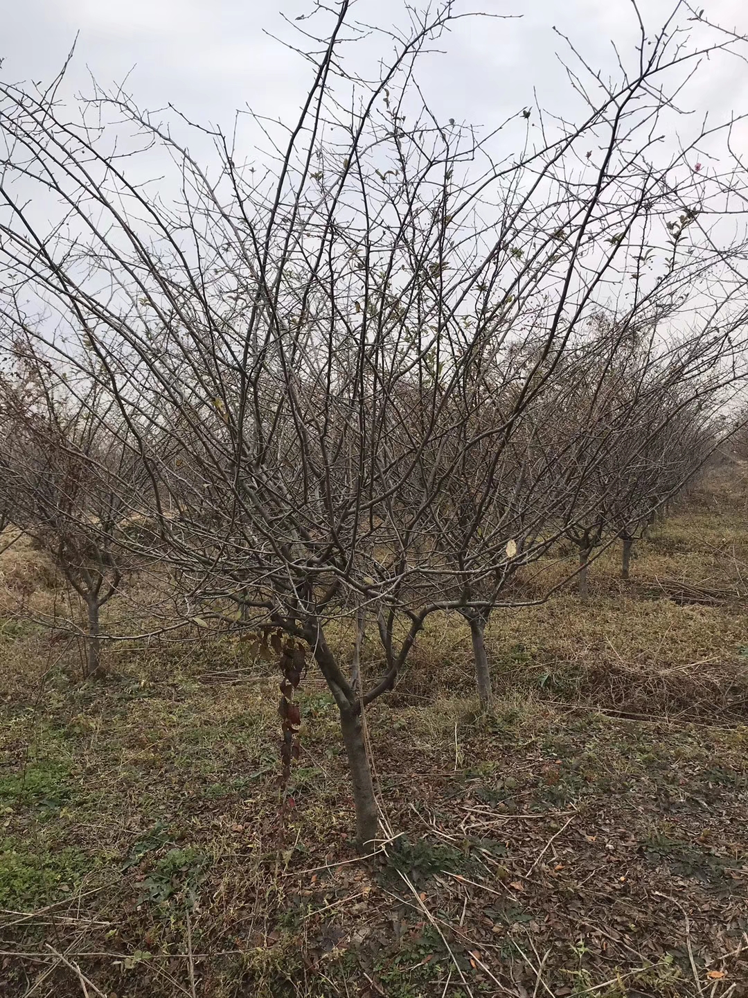 ꖴzĻءС~zġ~zĈDƬăr