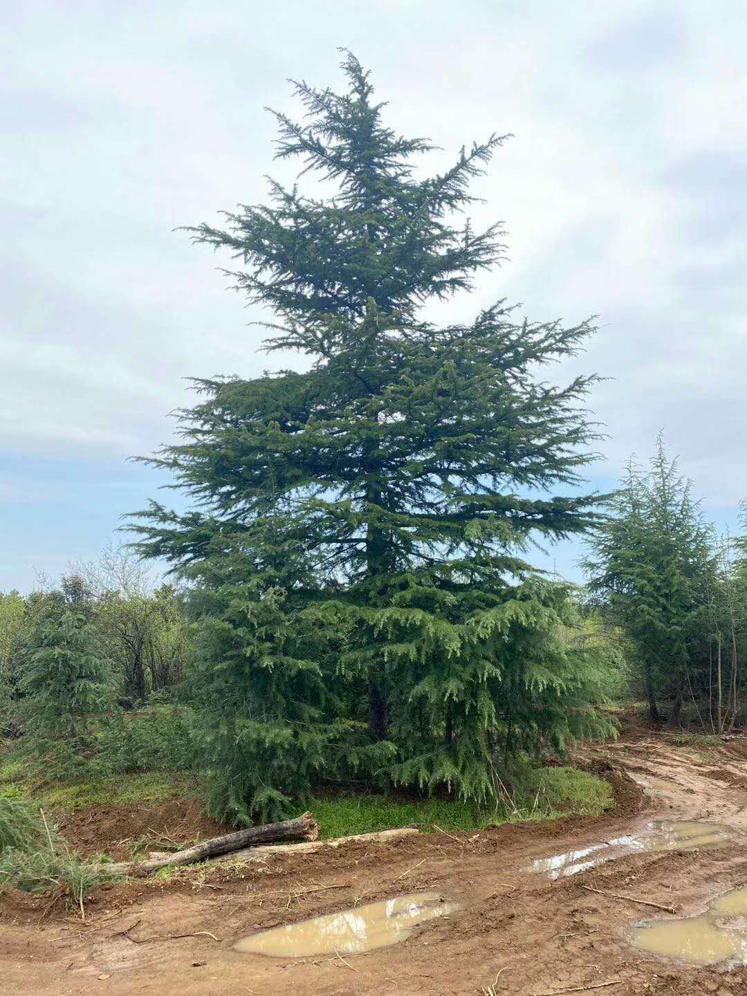 (yng)ѩɻֱN(xio)ѩɈDƬѩɃr(ji)