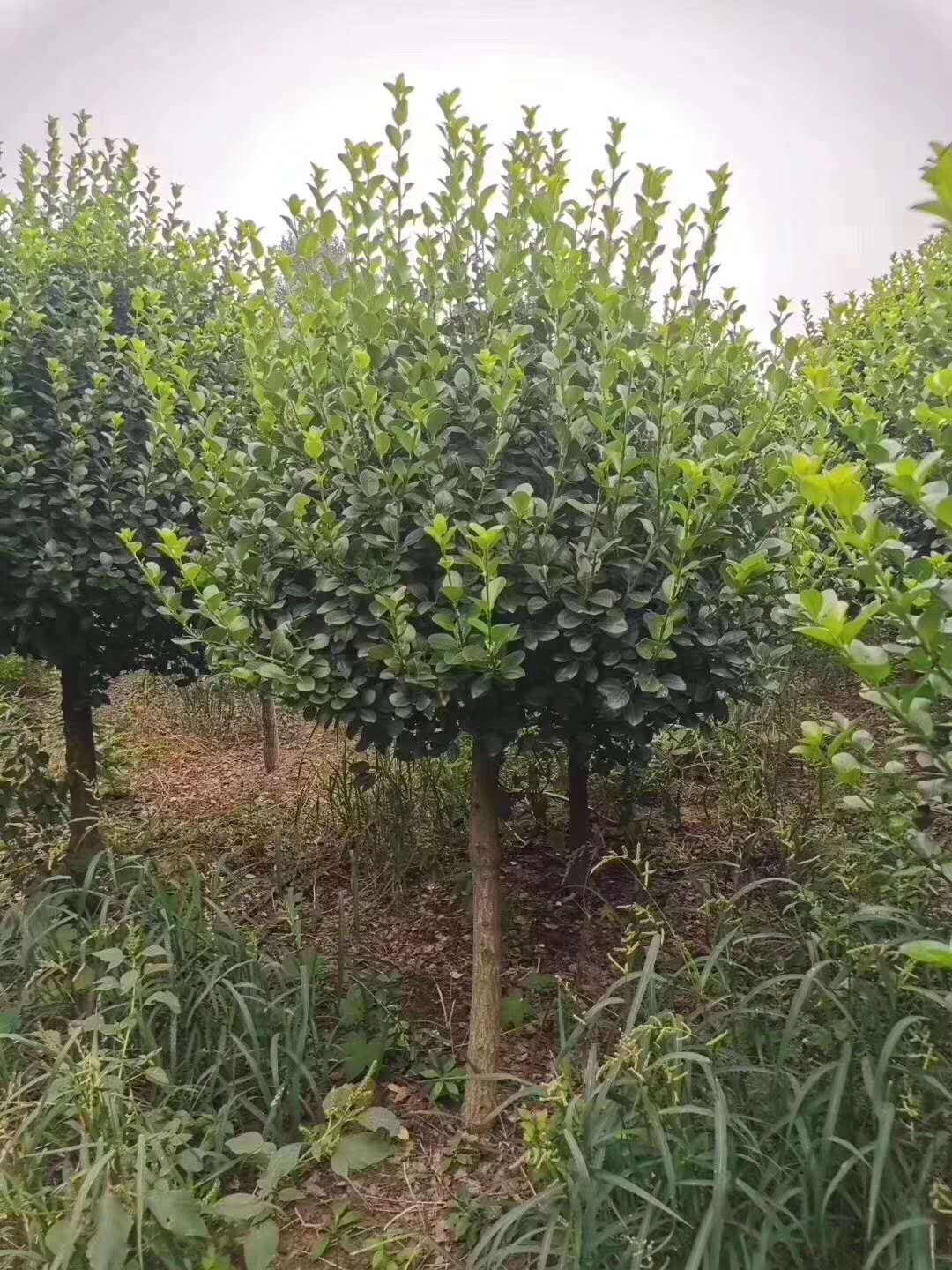 ꖸߗUlìlߗUlìDƬUlì