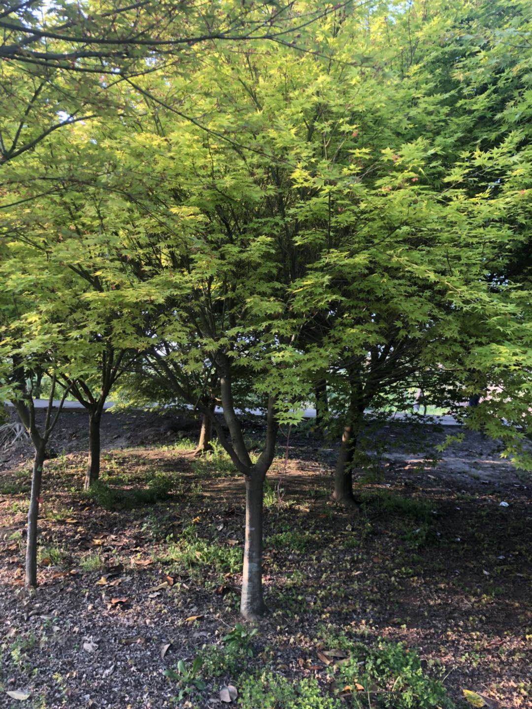 uצʻֱNuצʈDƬС~uצʃr