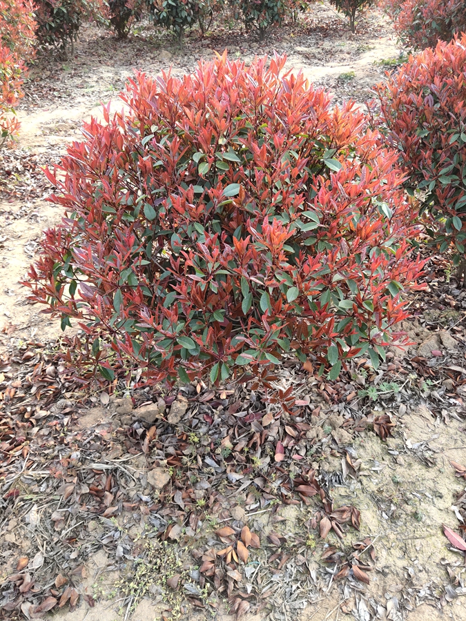 ꖼt~ʯֱNt~ʯDƬt~ʯr