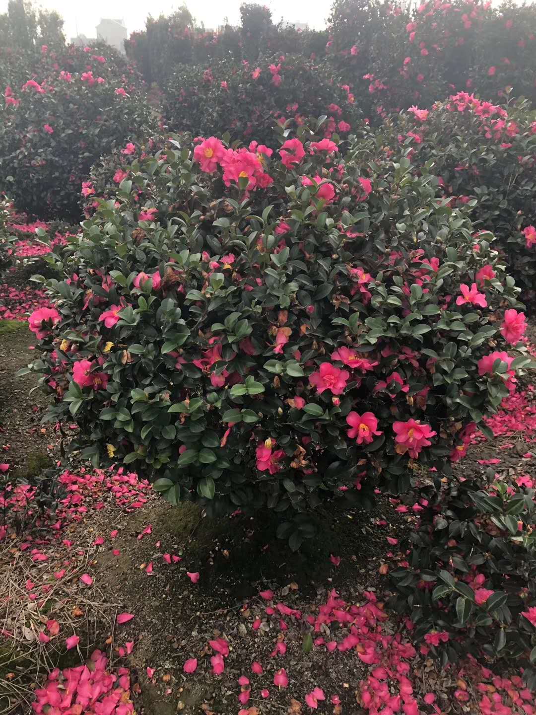 (yng)÷ֱN÷DƬ÷r(ji)