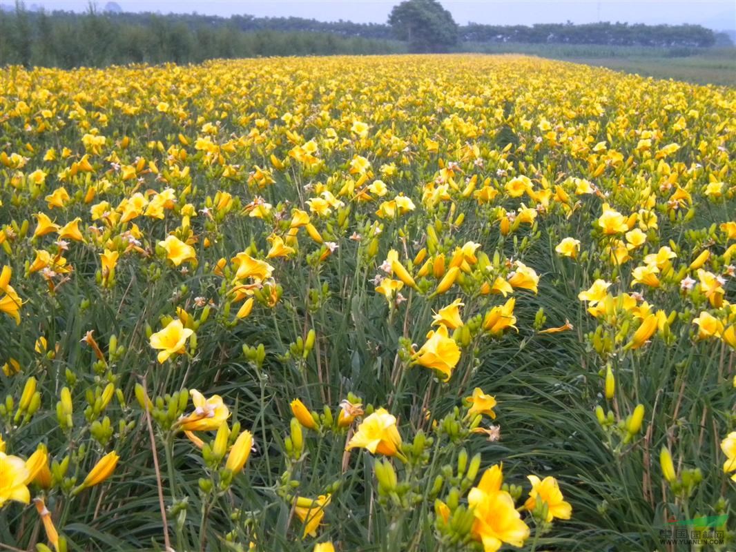 (yng)l(f)݈DƬ݃r(ji)