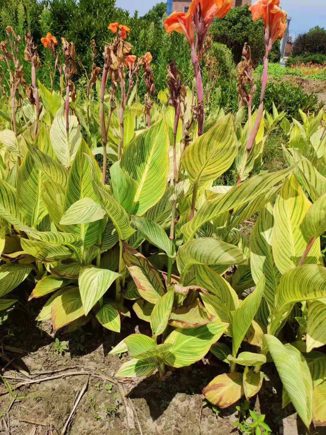 (yng)S˽a(chn)ֱNt˽DƬˮ˽r(ji)